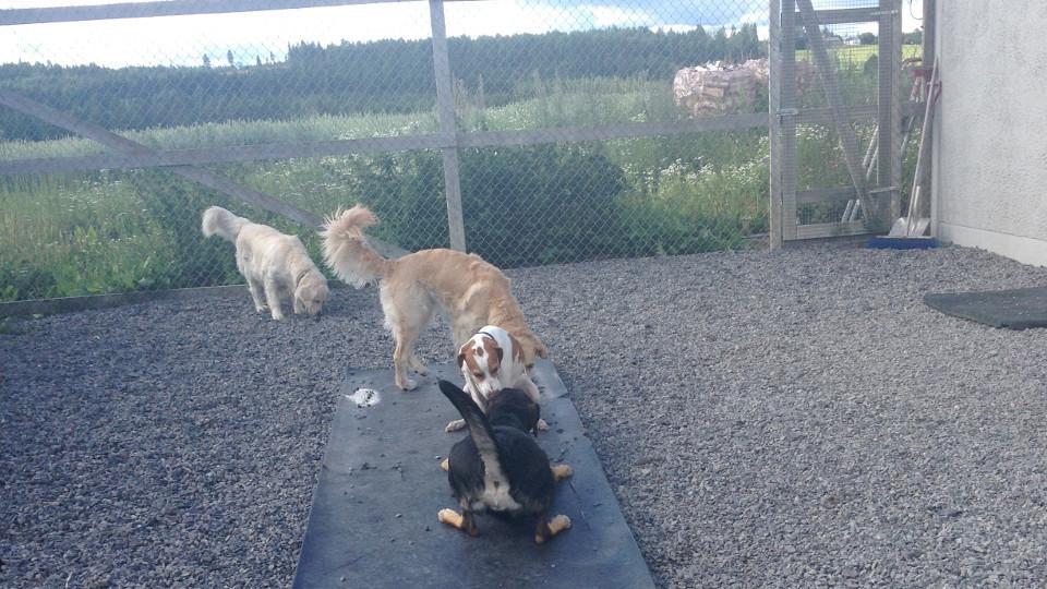 Tre hunder leker sammen på en gruslagt gårdsplass med gjerde og grønt landskap i bakgrunnen.