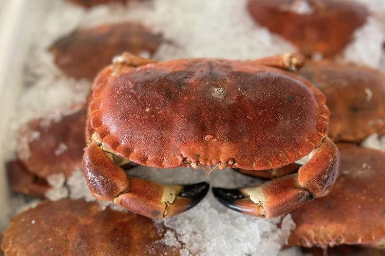 En rød krabbe på is, omringet av flere krabber i bakgrunnen.