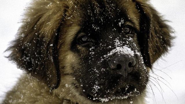 Valp av rasen Leonberger med snø på nesen, ser nysgjerrig ut i vinterlandskapet.