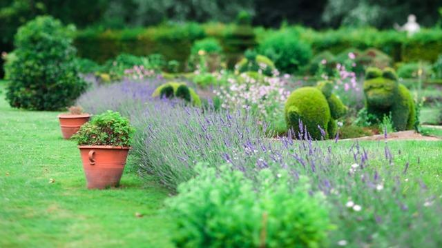 En vakker hage med lavendel, prydplanter i potter og velpleide busker i bakgrunnen.