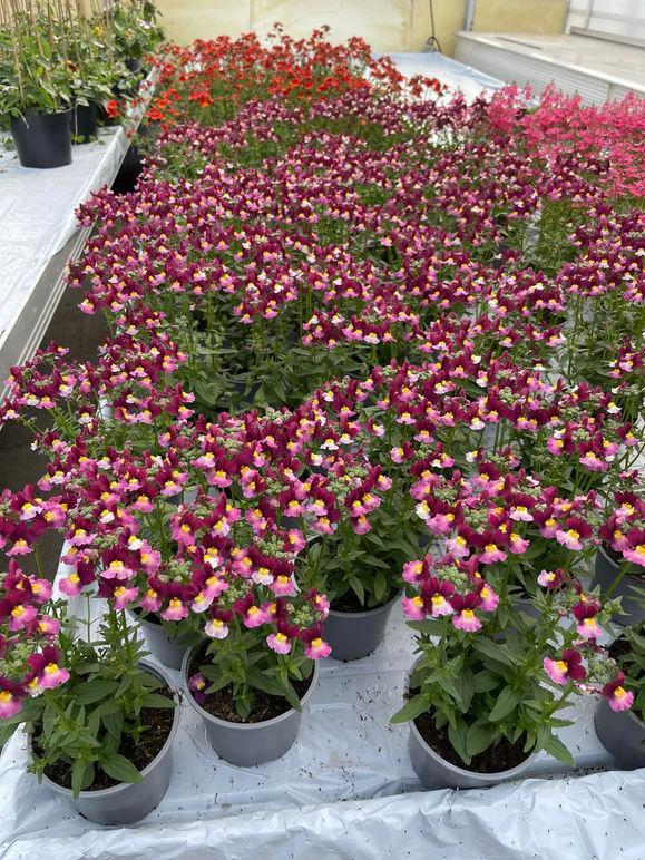 Fargerike blomster i potter, med rosa, lilla og gule kronblader, i et drivhus.