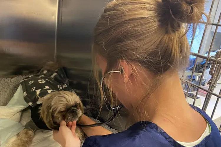 En kvinne i briller tar vare på en liten hund i en veterinærklinikk. Hunden har på seg en svart jakke.