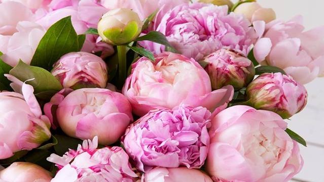 En bukett med rosa peoner i forskjellige nyanser, omkranset av grønne blader.