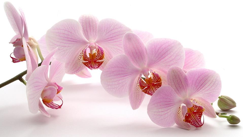 En gruppe rosa orkideer med detaljerte blomster og grønne knopper på en lys bakgrunn.