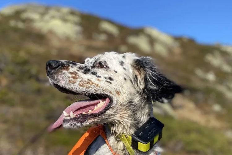 En glad hund med flekker står ute i naturen, iført en GPS-halsbånd, med blå himmel i bakgrunnen.