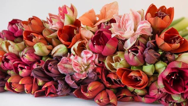 Fargerike tulipaner og amaryllis i en vakker bukett med varierte nyanser av rødt og rosa.