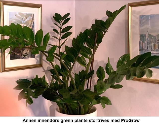 En stor, grønn innendørs plante i en hvit potte, plassert mot en vegg med rammede bilder.