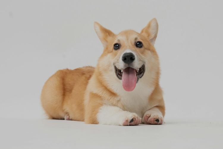 En glad corgi som ligger på gulvet med tungen ute og ser mot kameraet.