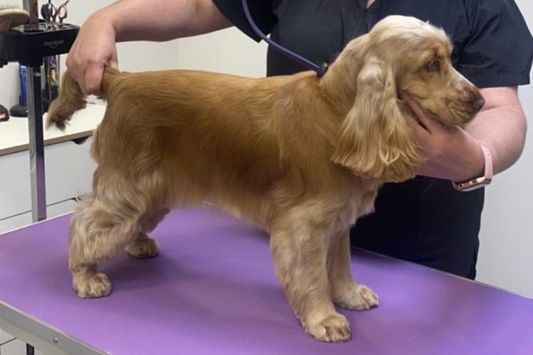En cocker spaniel får pelsstell på et bord med lilla duk, mens en person holder hunden.