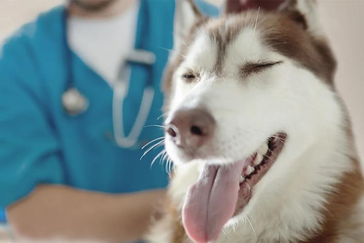 En glad husky får veterinærbehandling av en dyrepleier i blå frakk.