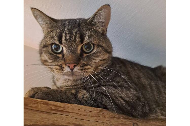 En gråstripet katt som ligger på en hylle, ser nysgjerrig ut med store øyne.