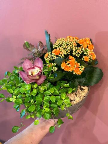 En hånd som holder en blomsterpotte med en lilla orkidé, oransje kalanchoe og grønt bladverk mot en rosa bakgrunn.