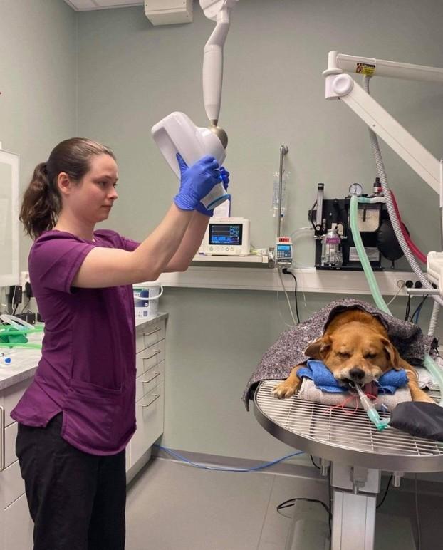 Veterinær som bruker en medisinsk enhet på en hund som ligger på et operasjonsbord i et dyrehospital.