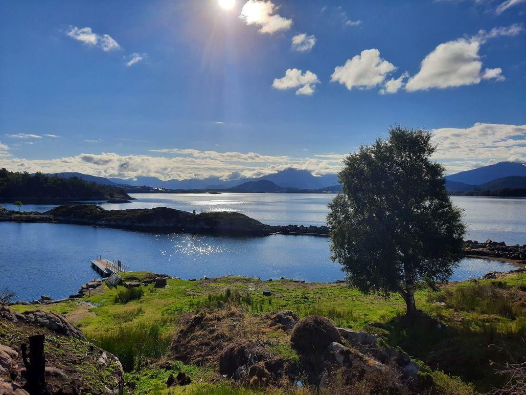 En vakker utsikt over en rolig innsjø med fjell i bakgrunnen og en enslig tre i forgrunnen.