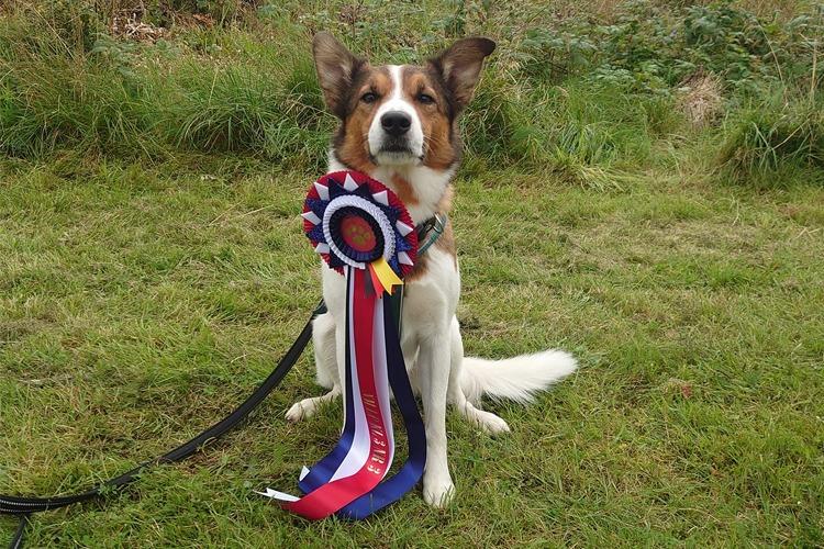 En hund sitter på gresset med et premieband i rødt, hvitt og blått rundt halsen.