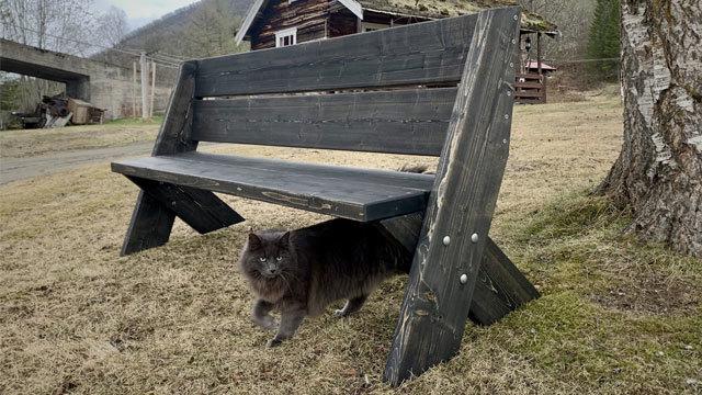 En grå katt går under en svart benk i en hage med en hytte i bakgrunnen.