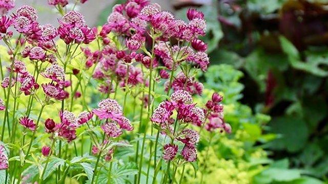 En blomsterhage med rosa blomster og grønt bladverk i bakgrunnen.