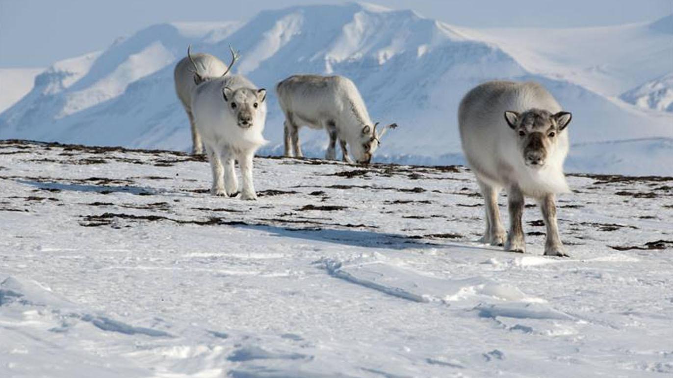 Reinsdyr som beiter i snøen med fjell i bakgrunnen. Vinterlandskap med hvite dyr.