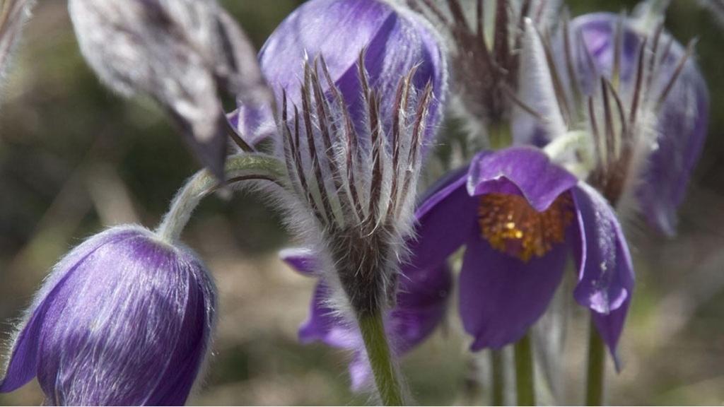 Lilla anemoner med fine hår og gule støvbærere blomstrer i naturen.