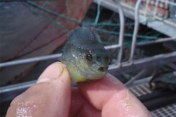 En person holder en liten fisk med en rund hodeform, ved en fiskeplattform.