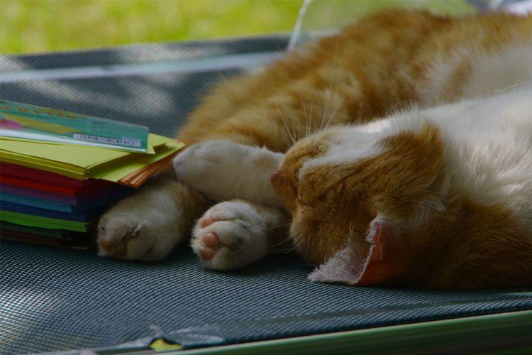 En sovende katt med oransje og hvit pels ligger på en haug med fargerike papirer.