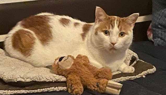 En hvit og rød katt ligger på en seng med en brun bamse ved siden av seg.