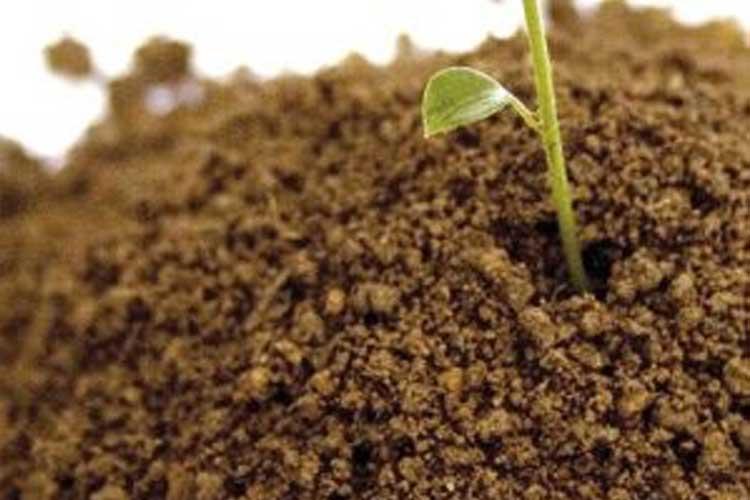 En liten plante spirer fra jorden, omgitt av mørk, fruktbar jord.