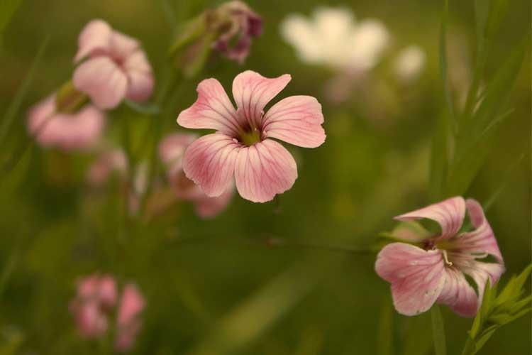 Lyse rosa blomster i en grønn eng, med delikate kronblader og uskarpe bakgrunner.