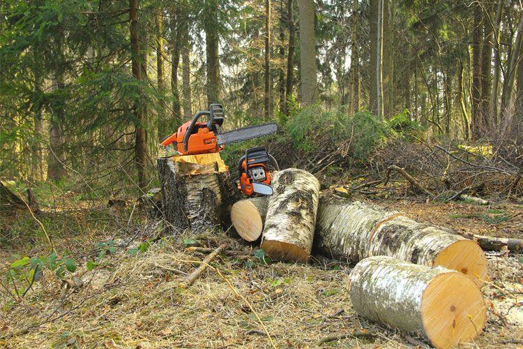 En motorsag kutter ned trær i en skog med flere store stammer liggende på bakken.