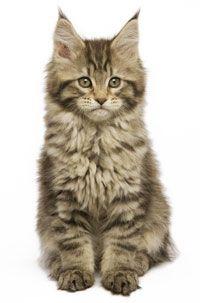 En søt Maine Coon kattunge med fluffy pels og store ører som sitter på en hvit bakgrunn.