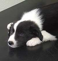En svart og hvit valp som ligger med hodet på labbene på et bord.