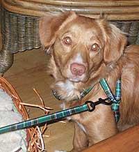 En brun hund med lys pels og grønt sele sitter på gulvet ved en kurv.