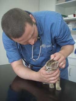 En veterinær undersøker en kattunge på et bord i et dyrehospital.