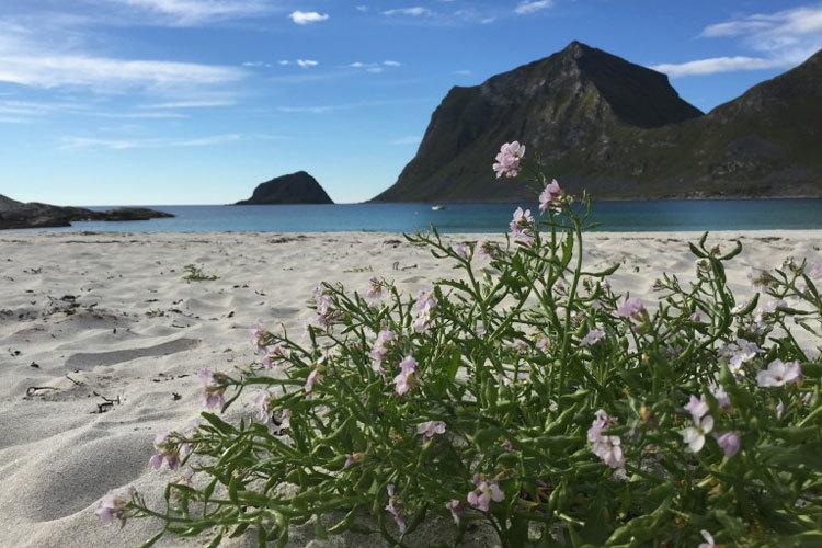 Blomstrende planter på en sandstrand med fjell og klart blått hav i bakgrunnen.