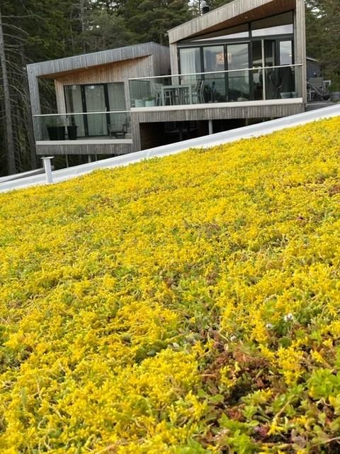 Moderne hus med store vinduer, omgitt av grønt tak dekket av gule blomster.