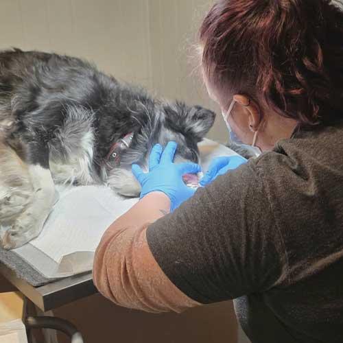 En veterinær undersøker en hund på et bord, med fokus på hundens øye.