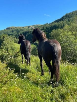 To hester står på en grønn eng med trær og fjell i bakgrunnen under en klar blå himmel.