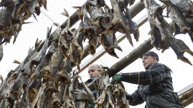 Folk som henger tørrfisk til tørk i en tradisjonell fiskehus i Norge.