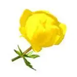 Trollius image