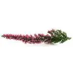 Calluna image