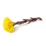 Tussilago image