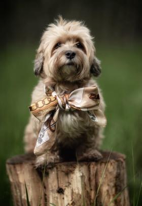 En hund med en stor sløyfe sitter på en trestamme i en grønn eng.