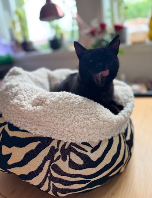En svart katt som strekker seg i en myk seng med zebra-mønster. Sollys strømmer inn gjennom vinduet.