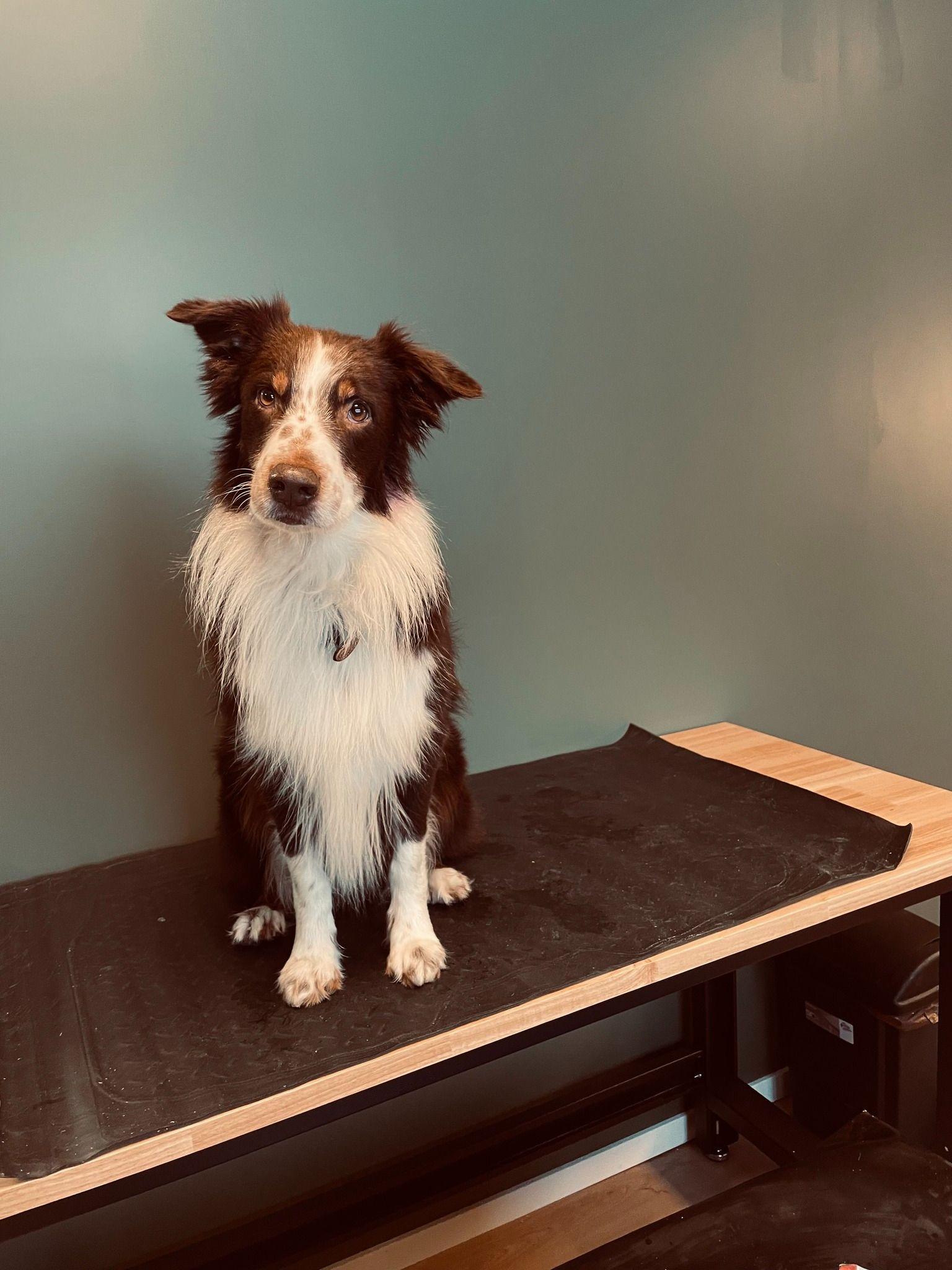 En border collie sitter på et bord med svart matte, mot en grønn vegg. Hunden ser nysgjerrig ut.