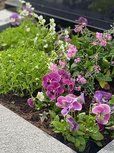 Fargerike blomsterbed med lilla, rosa og hvite blomster, inkludert stemorsblomster og pelargonia.