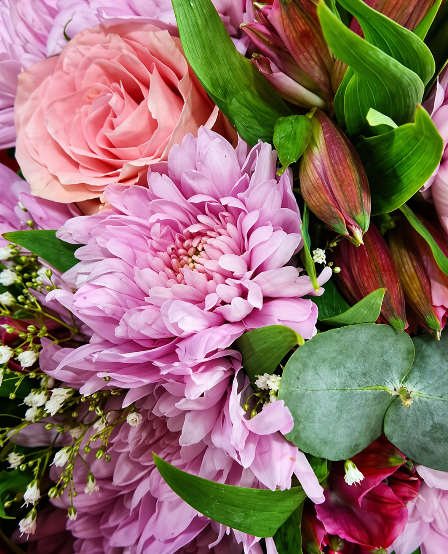 En fargerik bukett med rosa roser, lilla krysantemum, tulipaner og grønt bladverk.