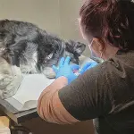 Om meg image