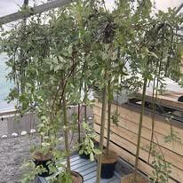 Fire potteplanter med lange, hengende grener i et drivhus.