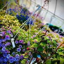 Hengende blomster i et drivhus med lilla og grønne planter i bakgrunnen.