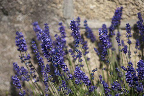 Lilla lavendelblomster som vokser mot en steinvegg i solfylt hage.
